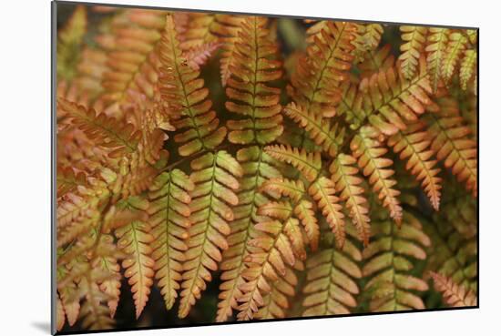 Fern Leaf Close-up-Anna Miller-Mounted Photographic Print