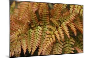 Fern Leaf Close-up-Anna Miller-Mounted Photographic Print