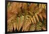 Fern Leaf Close-up-Anna Miller-Framed Photographic Print