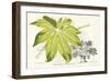 Fern Leaf Foliage I-Stroobant-Framed Art Print