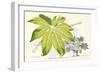 Fern Leaf Foliage I-Stroobant-Framed Art Print