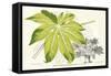 Fern Leaf Foliage I-Stroobant-Framed Stretched Canvas