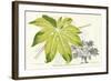 Fern Leaf Foliage I-Stroobant-Framed Art Print