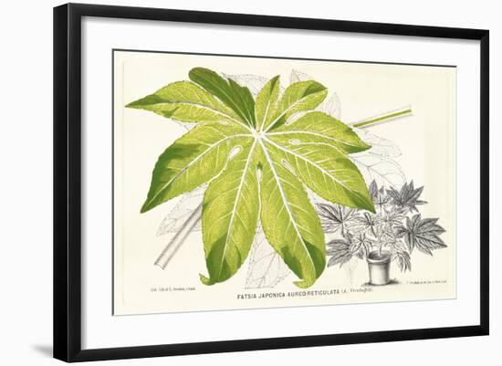 Fern Leaf Foliage I-Stroobant-Framed Art Print