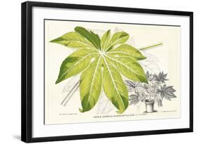 Fern Leaf Foliage I-Stroobant-Framed Art Print