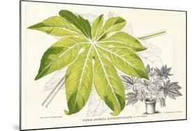 Fern Leaf Foliage I-Stroobant-Mounted Art Print