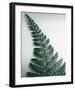 Fern Leaf I-Boyce Watt-Framed Giclee Print