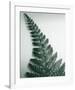 Fern Leaf I-Boyce Watt-Framed Giclee Print