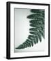 Fern Leaf II-Boyce Watt-Framed Giclee Print