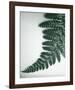 Fern Leaf II-Boyce Watt-Framed Giclee Print