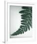 Fern Leaf II-Boyce Watt-Framed Giclee Print