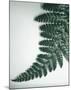 Fern Leaf II-Boyce Watt-Mounted Giclee Print