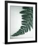 Fern Leaf II-Boyce Watt-Framed Giclee Print