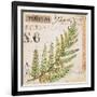 Fern Leaf…Sketchbook-Angela Staehling-Framed Art Print