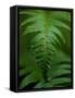 Fern Leaf-Doug Wilson-Framed Stretched Canvas