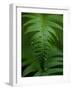 Fern Leaf-Doug Wilson-Framed Photographic Print