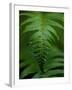 Fern Leaf-Doug Wilson-Framed Photographic Print