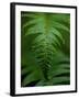 Fern Leaf-Doug Wilson-Framed Photographic Print