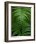 Fern Leaf-Doug Wilson-Framed Photographic Print