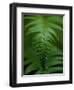 Fern Leaf-Doug Wilson-Framed Photographic Print