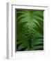 Fern Leaf-Doug Wilson-Framed Photographic Print