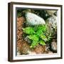 Fern leaves and rock in a forest, Swift River, White Mountain National Forest, New Hampshire, USA-null-Framed Photographic Print