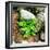 Fern leaves and rock in a forest, Swift River, White Mountain National Forest, New Hampshire, USA-null-Framed Photographic Print