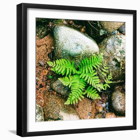 Fern leaves and rock in a forest, Swift River, White Mountain National Forest, New Hampshire, USA-null-Framed Photographic Print