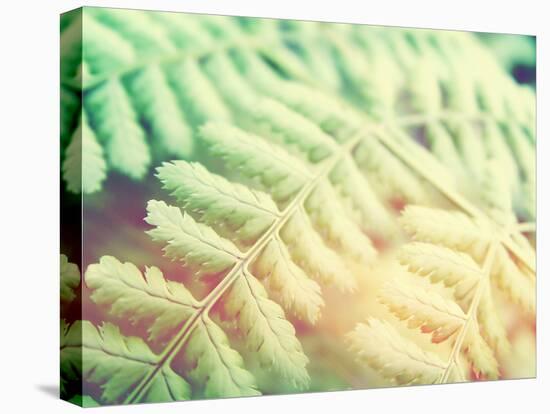 Fern Leaves Background-melking-Stretched Canvas