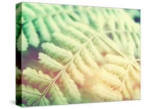 Fern Leaves Background-melking-Stretched Canvas