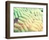 Fern Leaves Background-melking-Framed Photographic Print