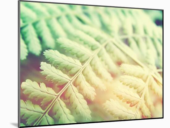 Fern Leaves Background-melking-Mounted Photographic Print