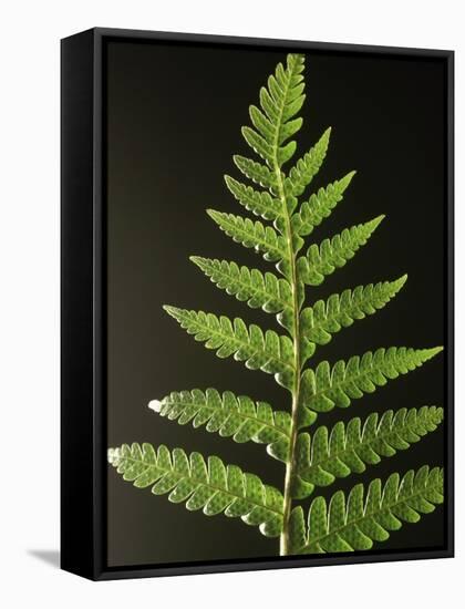 Fern Leaves-Bob Krist-Framed Stretched Canvas