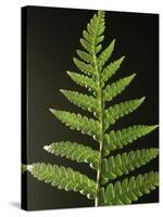 Fern Leaves-Bob Krist-Stretched Canvas