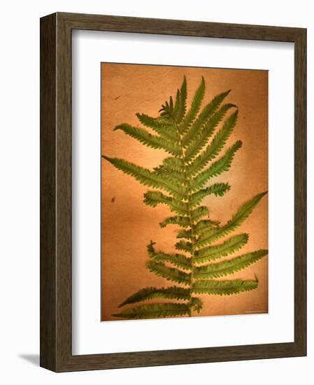 Fern Leaves-Robert Cattan-Framed Photographic Print