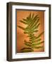 Fern Leaves-Robert Cattan-Framed Photographic Print