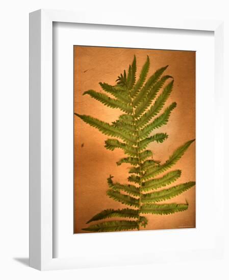 Fern Leaves-Robert Cattan-Framed Photographic Print