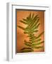 Fern Leaves-Robert Cattan-Framed Photographic Print