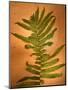 Fern Leaves-Robert Cattan-Mounted Photographic Print