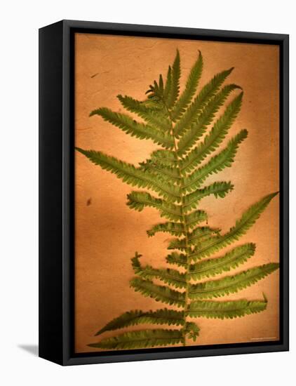 Fern Leaves-Robert Cattan-Framed Stretched Canvas