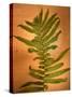 Fern Leaves-Robert Cattan-Stretched Canvas