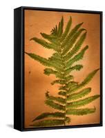 Fern Leaves-Robert Cattan-Framed Stretched Canvas