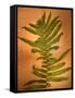 Fern Leaves-Robert Cattan-Framed Stretched Canvas