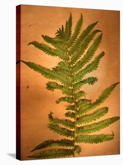 Fern Leaves-Robert Cattan-Stretched Canvas