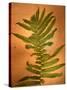 Fern Leaves-Robert Cattan-Stretched Canvas