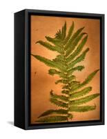 Fern Leaves-Robert Cattan-Framed Stretched Canvas