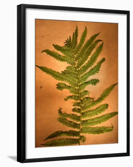 Fern Leaves-Robert Cattan-Framed Photographic Print