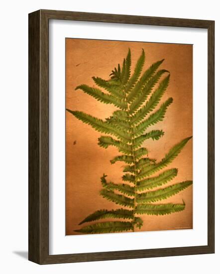 Fern Leaves-Robert Cattan-Framed Photographic Print