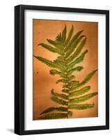 Fern Leaves-Robert Cattan-Framed Photographic Print