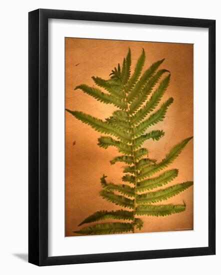 Fern Leaves-Robert Cattan-Framed Photographic Print